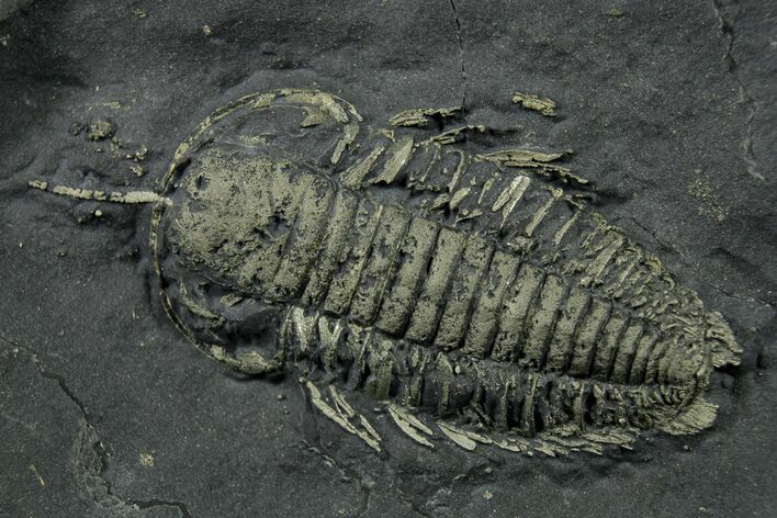 Pyritized Triarthrus Trilobite with Appendages - New York #383768